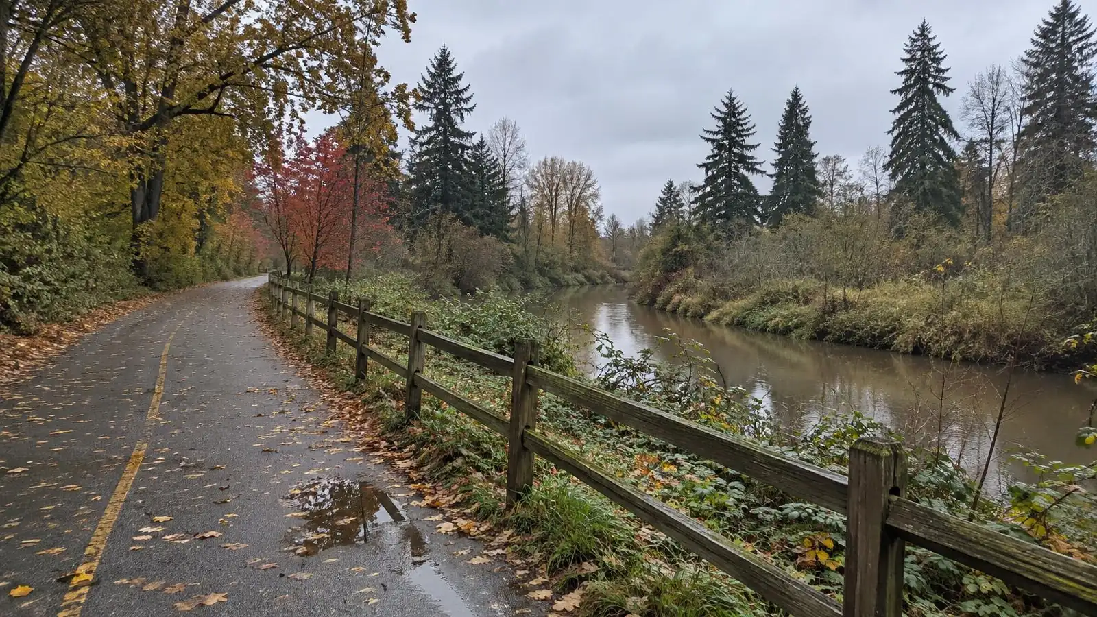 Autumn trees in gold and red along a quiet walking path in Bothell on an overcast fall day